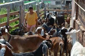 Англо-нубийские козы