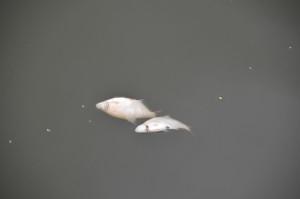 Гибнет рыба в Верхнесысертском пруду