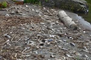 Гибнет рыба в Верхнесысертском пруду