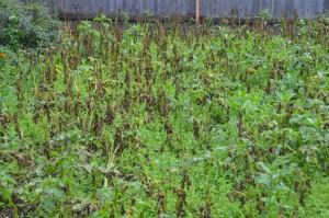 осадки погубили картошку 