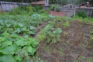 осадки погубили картошку 