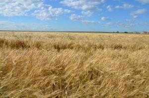 Объезд полей