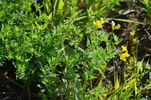 Объезд полей