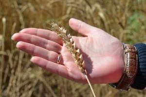 Объезд полей