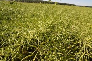 Объезд полей