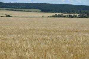 Объезд полей