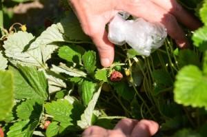 Жуки на Воробьевке