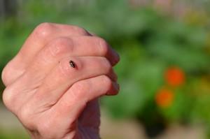 Жуки на Воробьевке