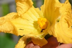 Жуки на Воробьевке