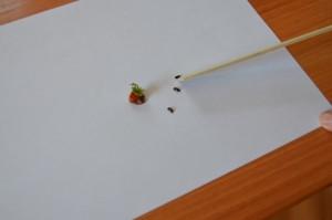 Жуки на Воробьевке