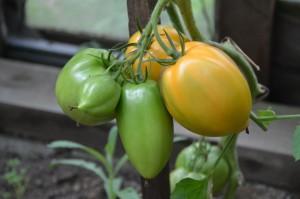 Усадьба Шариковых томаты