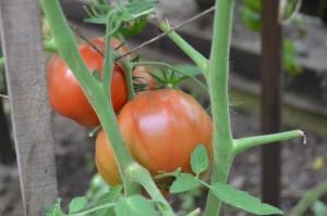 Усадьба Шариковых томаты