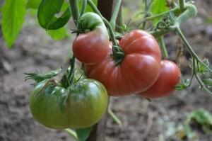 томаты Усадьба Шариковых