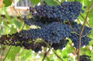 Усадьба Шариковых виноград