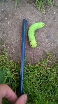 Гусеница в Сысерти