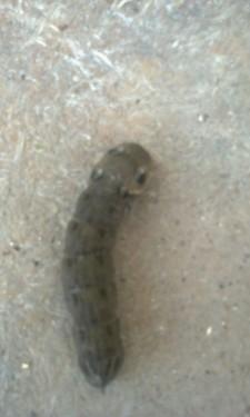 Гусеница в Сысерти