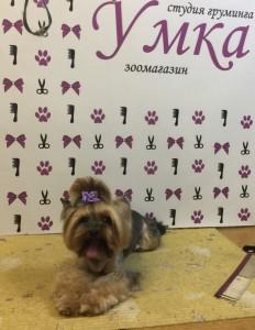 Клиенты студии груминга "Умка"
