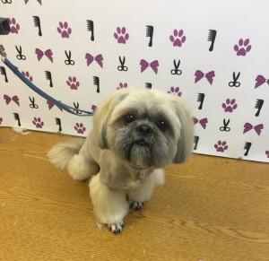 Клиенты студии груминга "Умка"