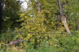 Чащоба в центре города