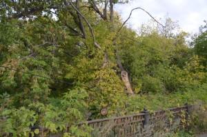 Чащоба в центре города