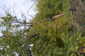 Чащоба в центре города