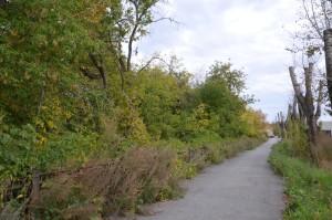 Чащоба в центре города