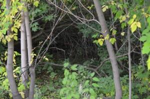 Чащоба в центре города