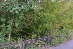 Чащоба в центре города