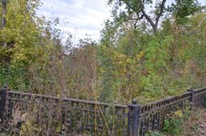 Чащоба в центре города