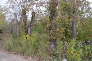 Чащоба в центре города