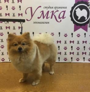 Клиенты студии груминга "Умка"