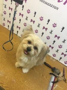 Клиенты студии груминга "Умка"