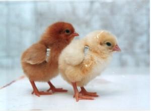 АО ППЗ "Свердловский"