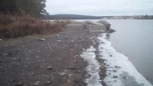 Берег пруда