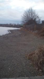 Берег пруда