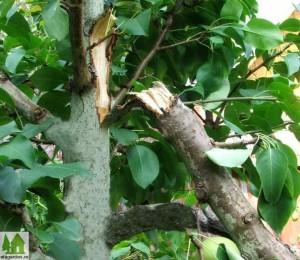 сломалось дерево