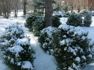 огород зимой