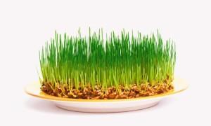 проращивание злаков