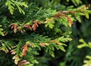 желтеет туя