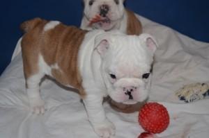 Английский бульдог