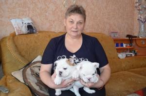 Английский бульдог