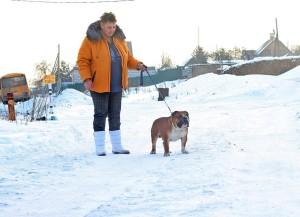 Английский бульдог