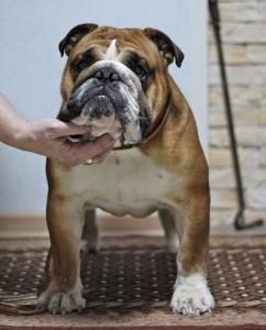 Английский бульдог