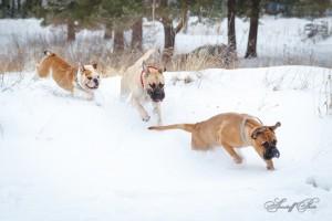 Английский бульдог