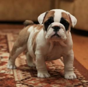 Английский бульдог