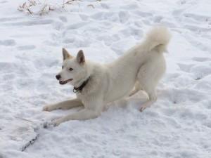 Zapadnosibirskaya-lajka6-700x525