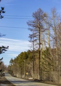 Лиственницы на Воробьевке