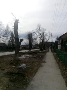 Обрезка деревьев