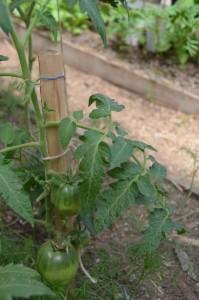 Первый урожай помидор усадьба