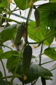 Первый урожай огорец усадьба